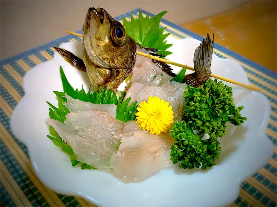 釣りたて超新鮮メバル姿造り|やまひろさん