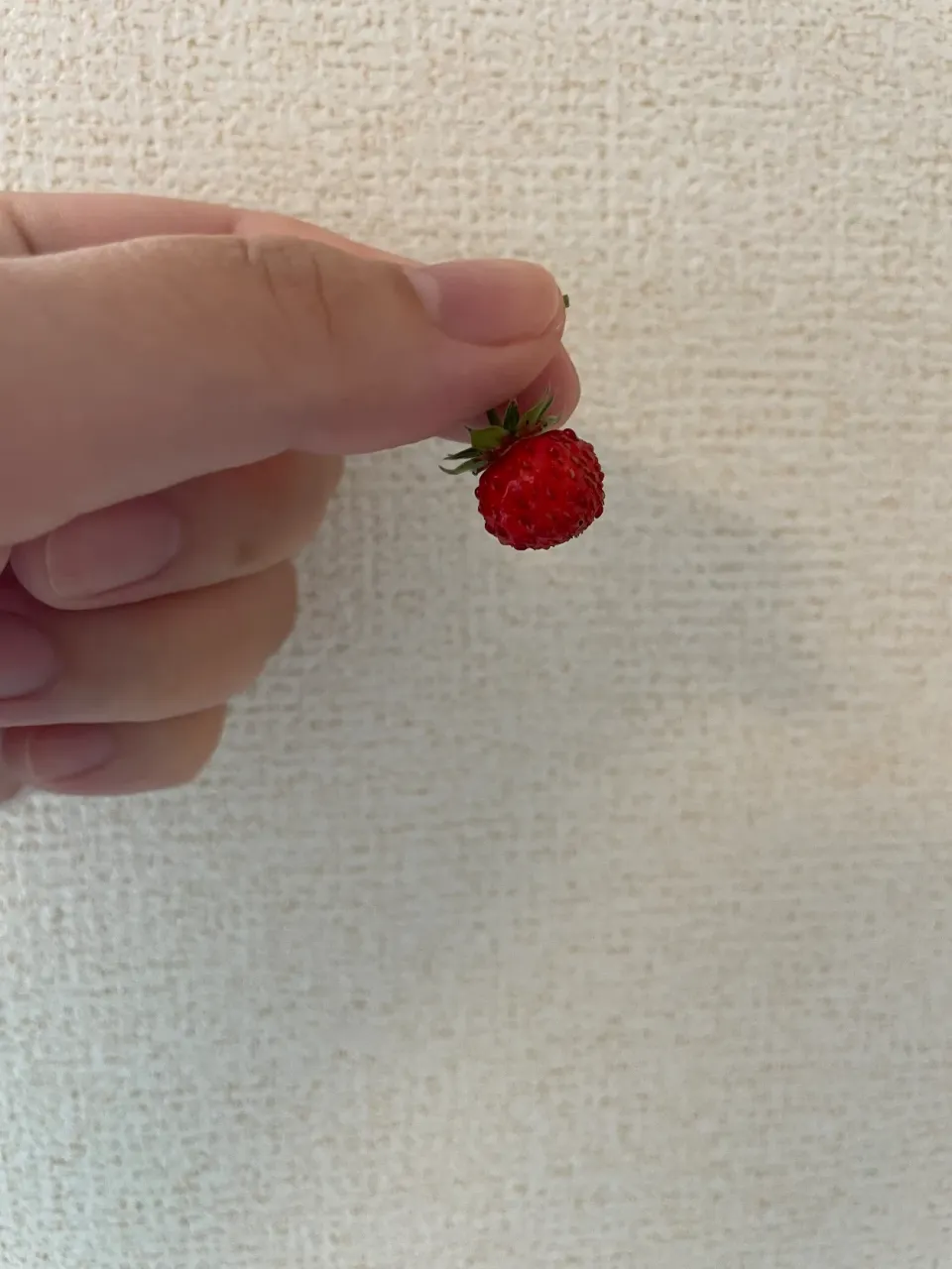 お庭のワイルドストロベリー2022🍓|にゃふてんさん