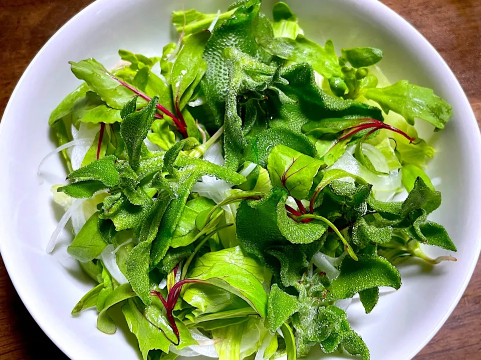 自家製野菜入りサラダ🥗|ひだまり農園さん