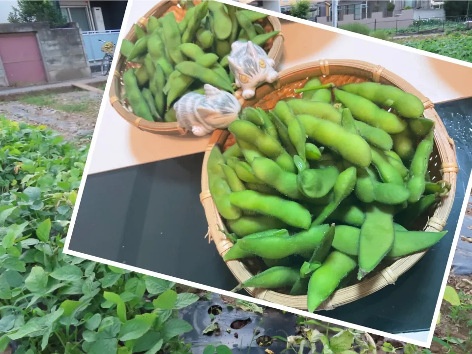 採れたて３０分以内の即茹で枝豆は甘くて美味しいですネ^_^|Takeshi  Nagakiさん