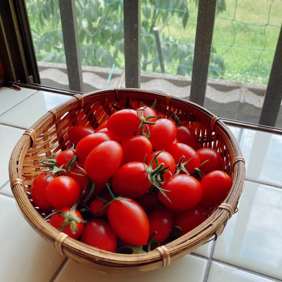 お隣さんからいただいたミニトマト🍅|kaoriさん