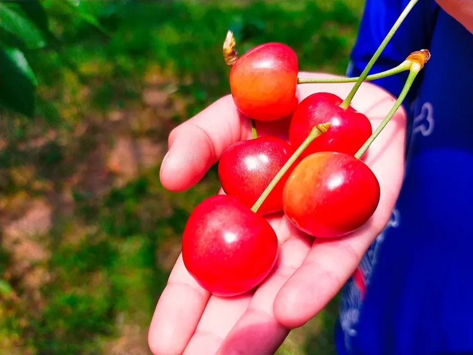 さくらんぼ🍒|＊nozo＊さん