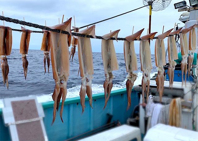 富山湾 採りたてスルメイカの船上干し 2キロ 富山湾 採りたてスルメイカの船上干し 2キロ