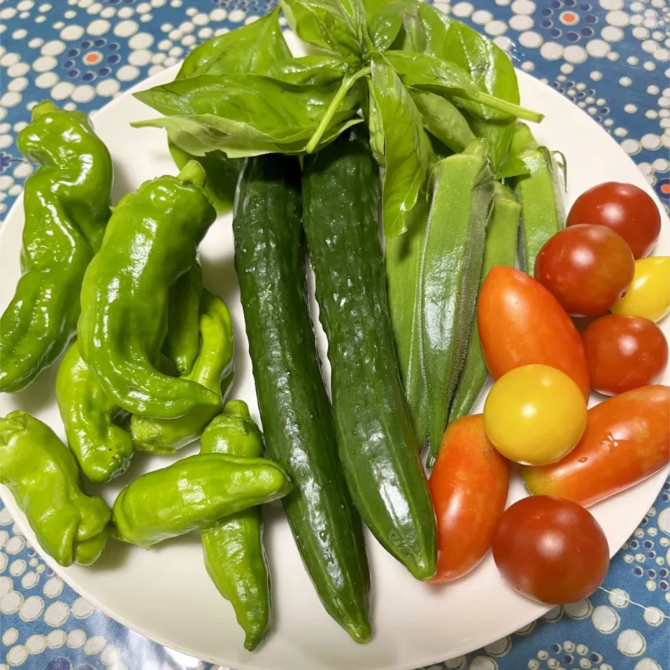 今日の収穫🥒🍅|iguigupopさん