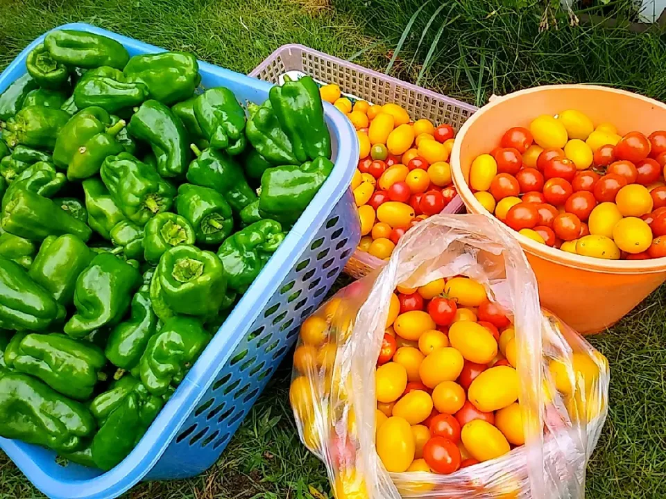 無農薬野菜　採れすぎ野菜|宮川和巳さん