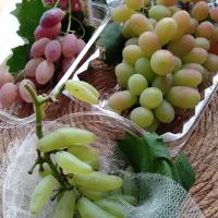 家庭菜園の葡萄たち