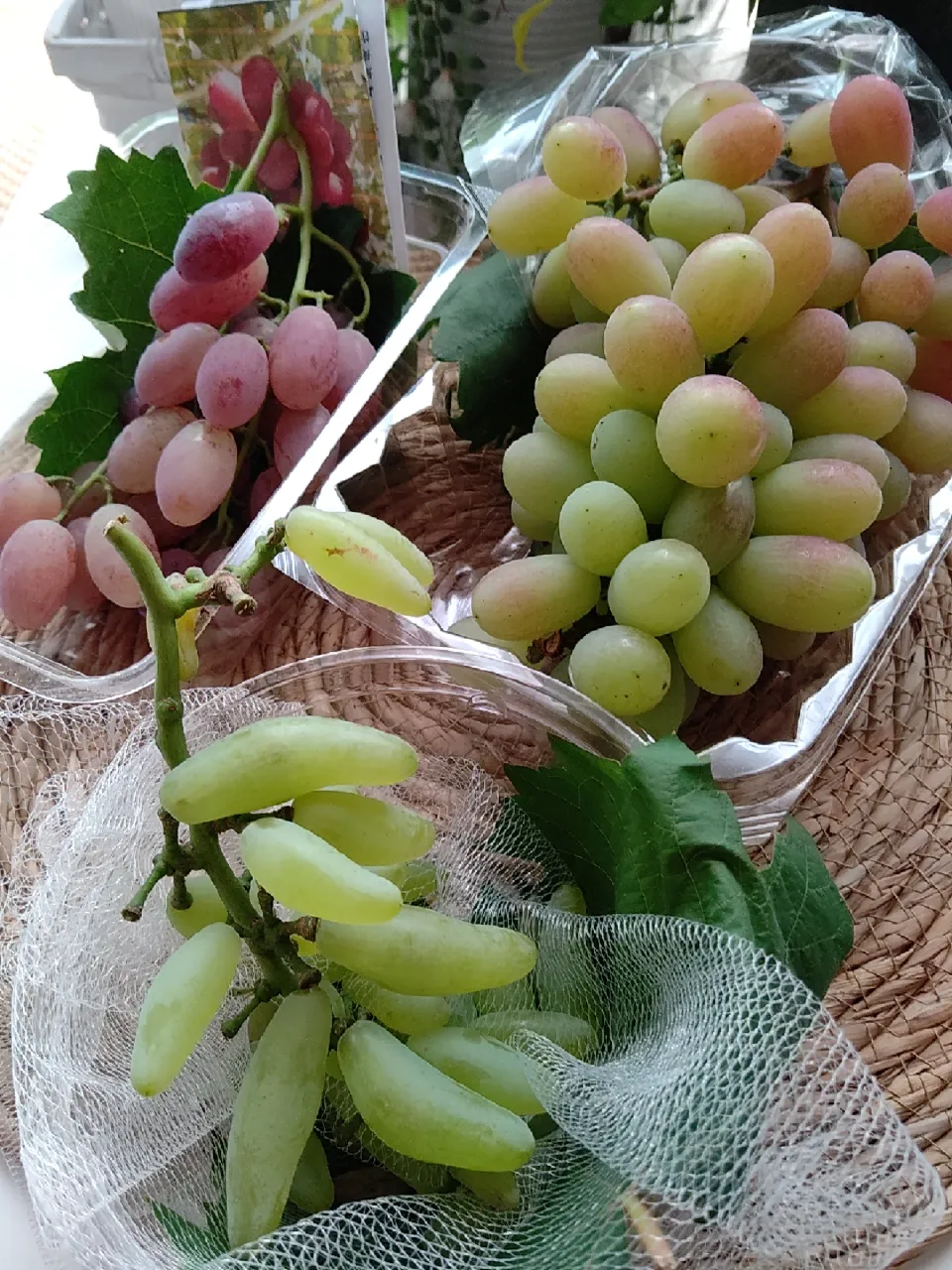 家庭菜園の葡萄たち|まゆみさん