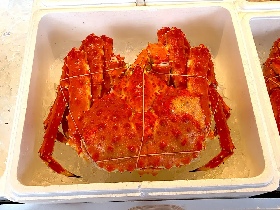 たらば蟹|みーこさん