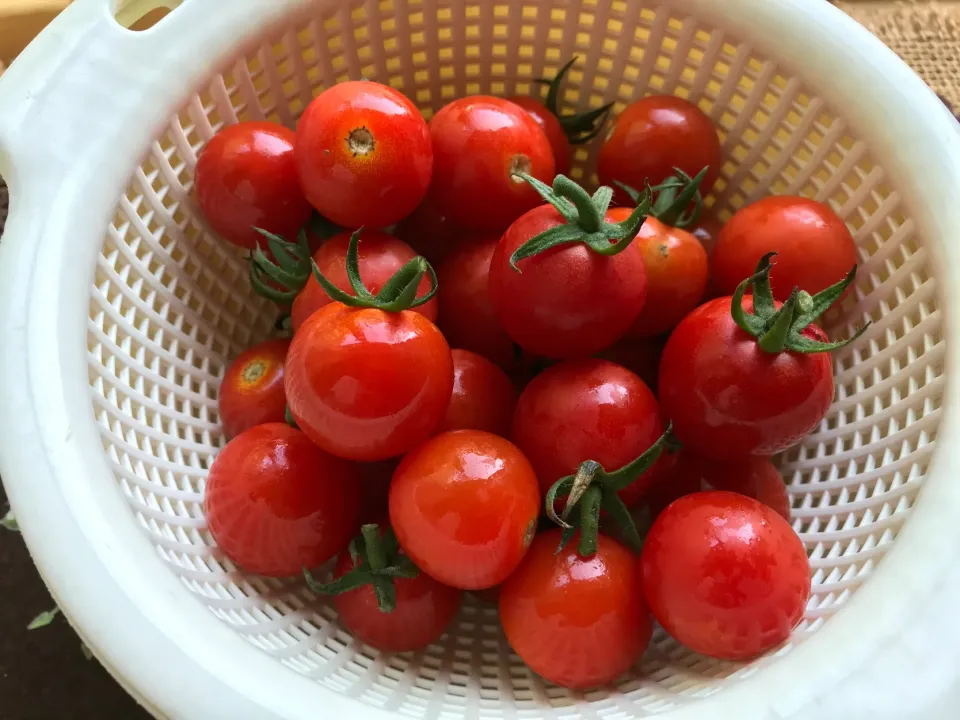 Snapdishの料理写真:夏の終わりのミニトマト🍅|まなまな♡さん