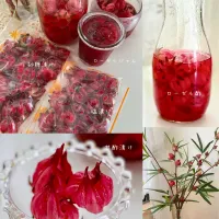 ローゼル🔴 de あれこれ