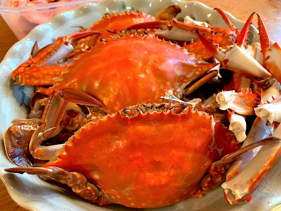 🦀渡り蟹(茹で)早朝、魚市場で生きてた蟹🦀|いちごさん