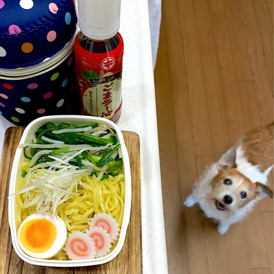 Snapdishの料理写真:つけ麺弁当|cafe3733さん