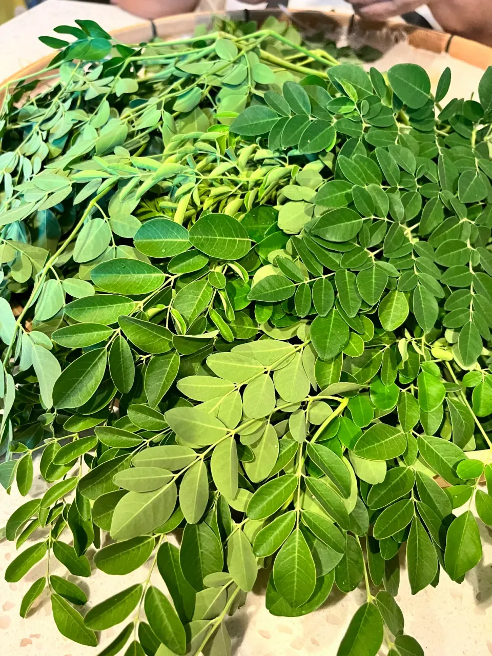 Freshly picked Moringa / Malunggay. Good for soups and other dishes|🌺IAnneさん