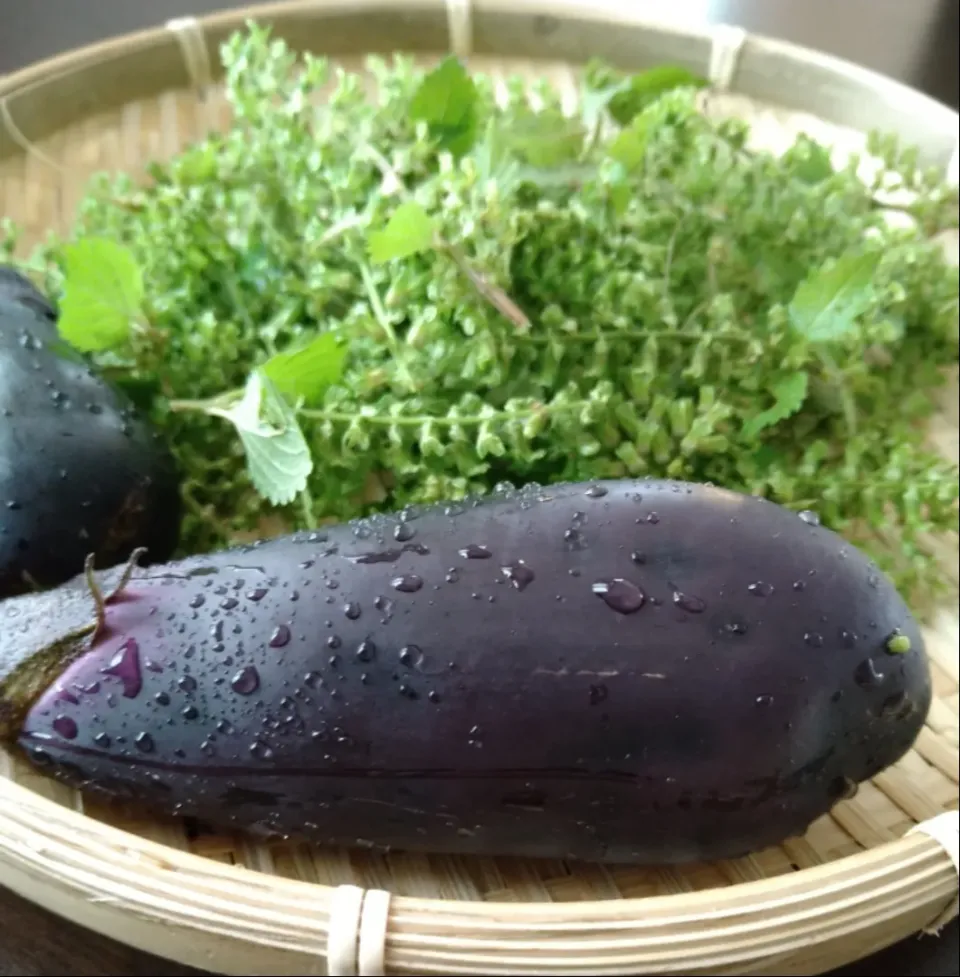 紫蘇の実と茄子の収穫🌿🍆|とだともさん