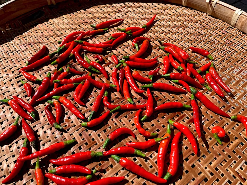 生の赤唐辛子を干して「鷹の爪」作り🌶|いちごさん