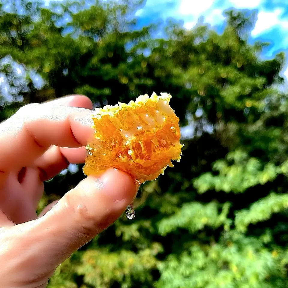 日本蜜蜂のハチミツを一段頂戴しました🐝　感謝して頂きます🙏|美味飯さん