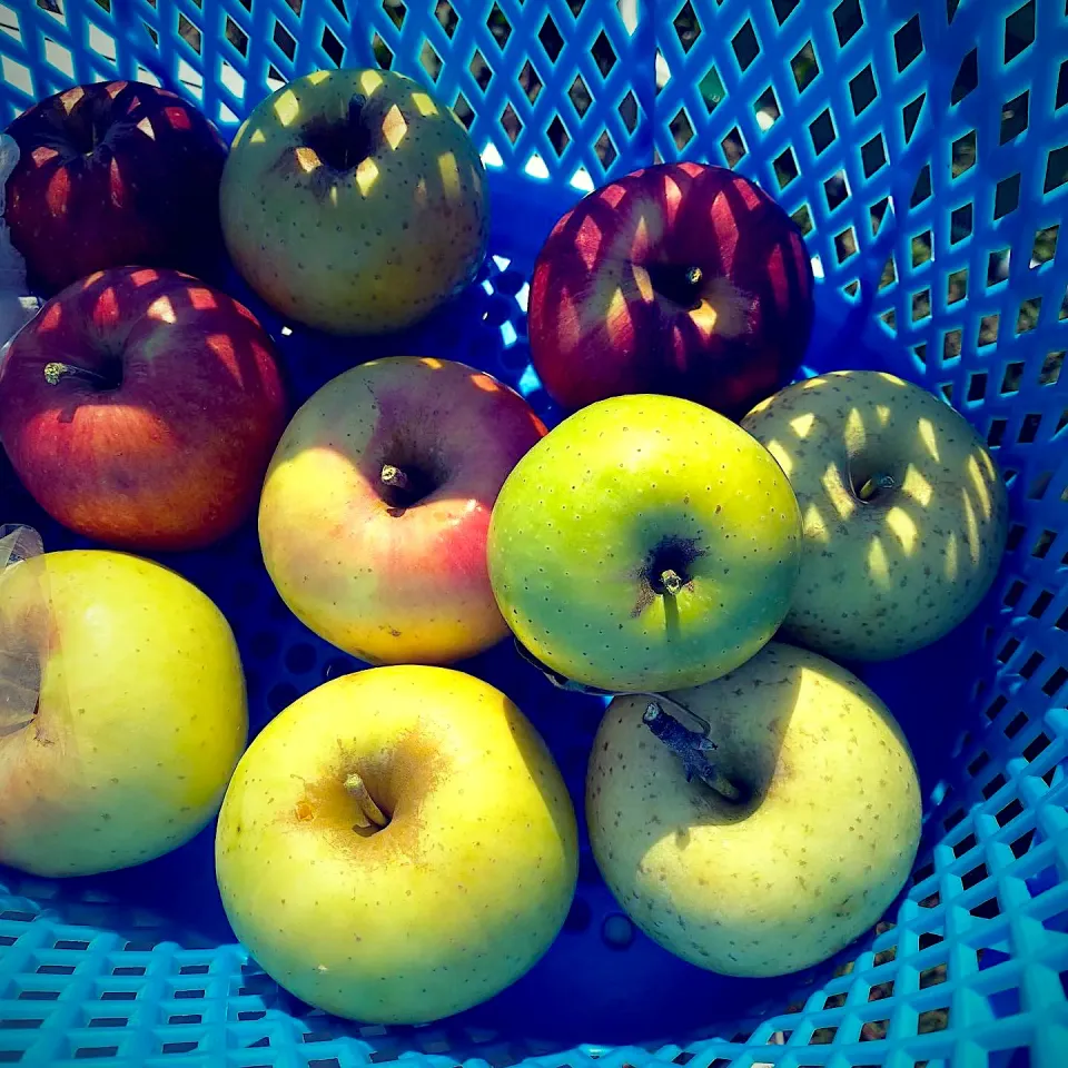 りんご狩りのりんごたち🍎|もえさん