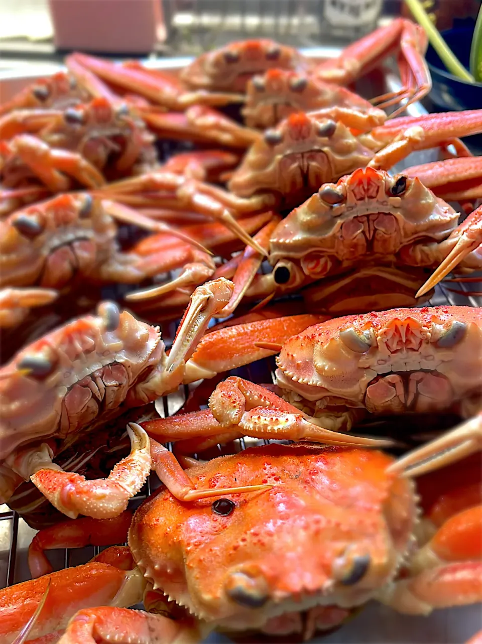 香箱蟹 茹でました🦀|かよっぺさん