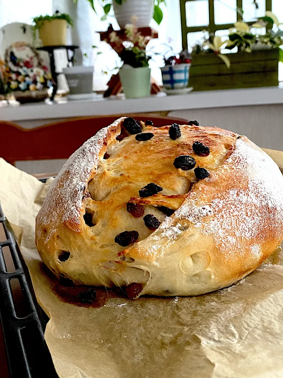 Snapdishの料理写真:大きなラムレーズンのパン🥖|Miki (^_−)−☆さん