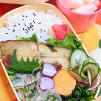本日のお弁当〜。カラスカレイの西京焼と海老焼売弁当〜。