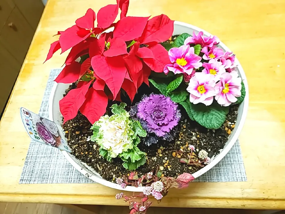クリスマス寄せ植え|清水愛情弁当さん