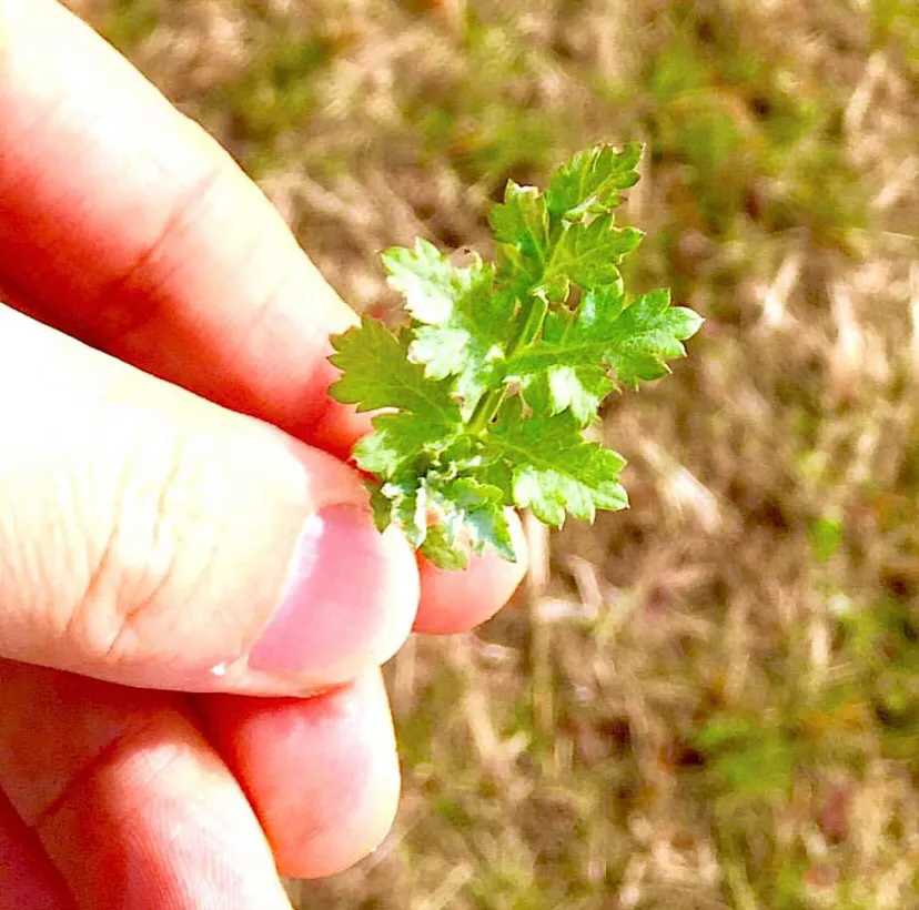 Snapdishの料理写真:若草摘み(ヨモギ)・・・|ばくあんしゃさん