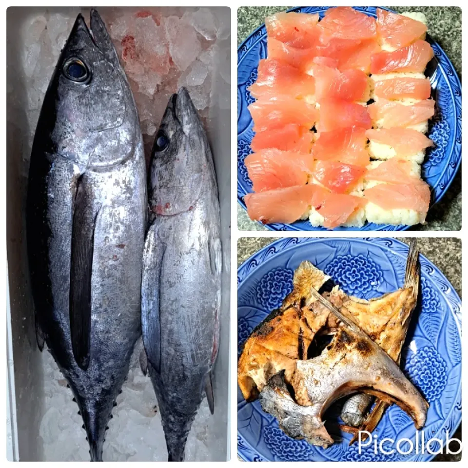 立派なキハダマグロ釣って来てくれました～☺️
握り🍣とカマは塩焼きに、明日は煮付け～✌️
今のキハダマグロは脂が載っていて、凄く柔らかくて口の中でとろけました～✌️|no-noさん