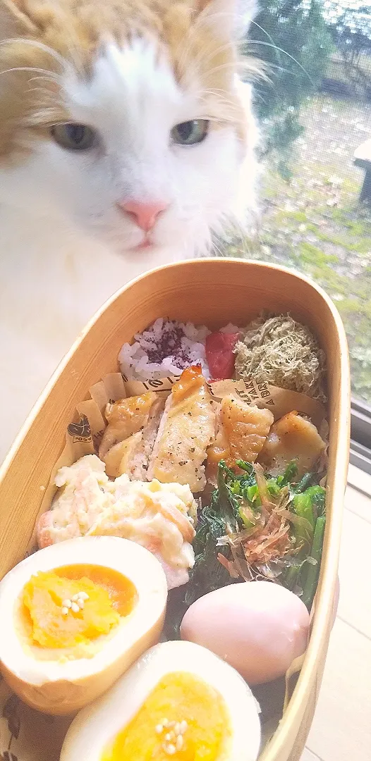 チキンステーキお弁当🐈️
雪がふってさむいわぁ🌨️|さくらんぼさん