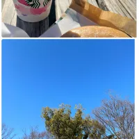 Snapdishの料理写真:こういうのを蒼空って言うんだね。雲ひとつないです。春が少しずつ忍び寄ってきてます🌸|tamemitiさん