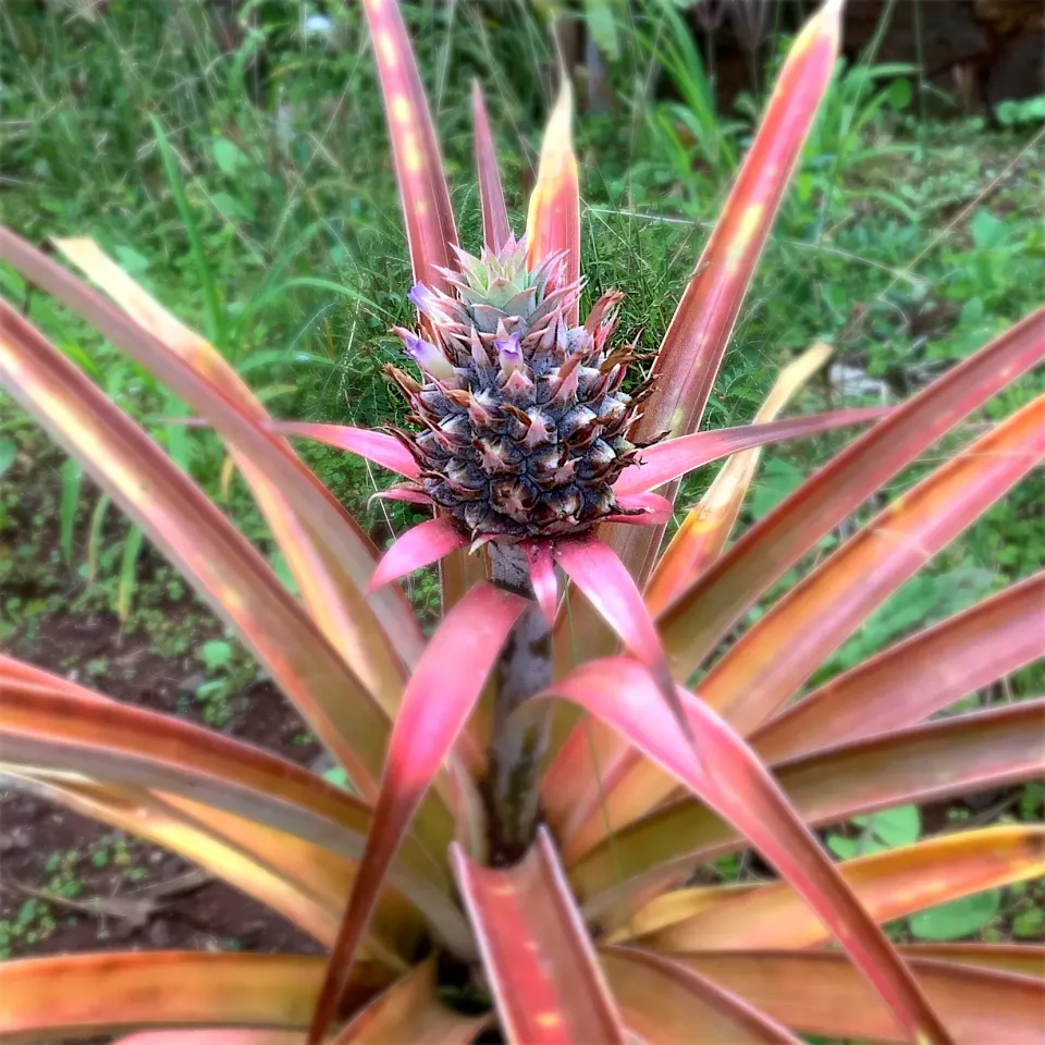 ベイビーパイナップル👶🍍|🍁さん