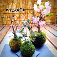 Snapdishの料理写真:苔玉おにぎりwith本物の苔玉