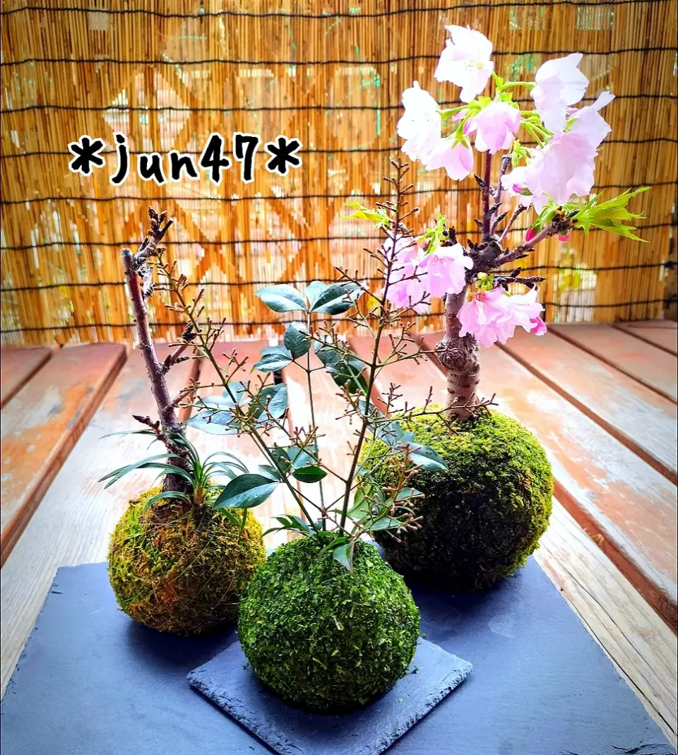 苔玉おにぎりwith本物の苔玉|jun47さん