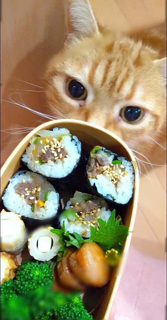 キンパぽいお弁当😸|さくらんぼさん