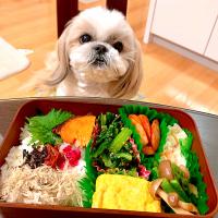 3月20日　プクパパお弁当