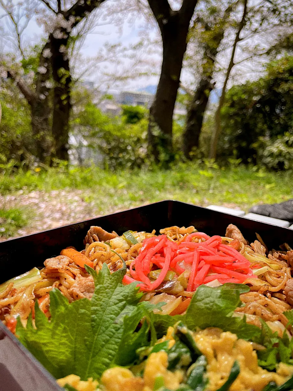 今年の花見は焼きそばとニラタマ|akiさん