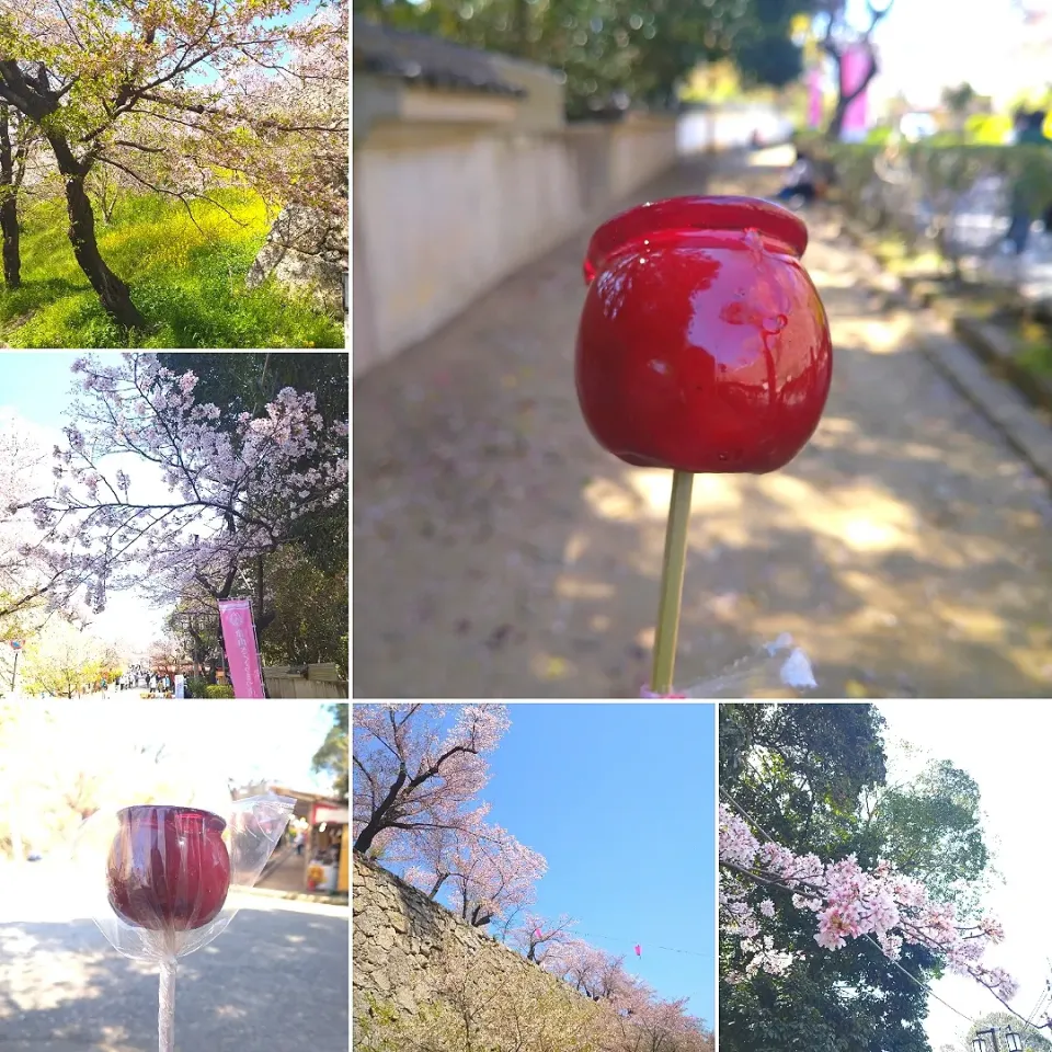 桜を見ながらりんご飴齧る🍎|うたかた。さん