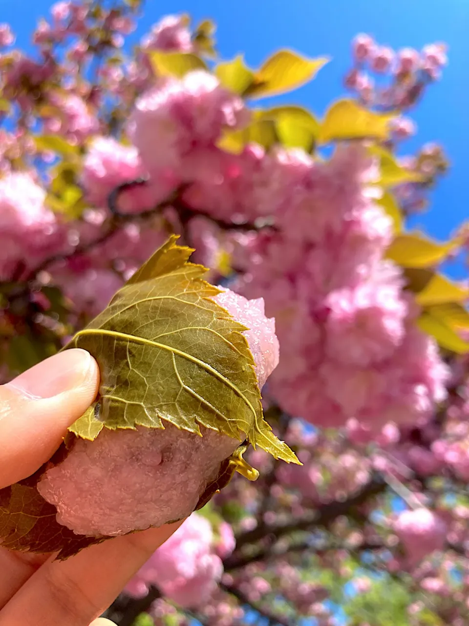 ＊桜餅（道明寺）🌸そっくりなお花見🌸＊|＊抹茶＊さん