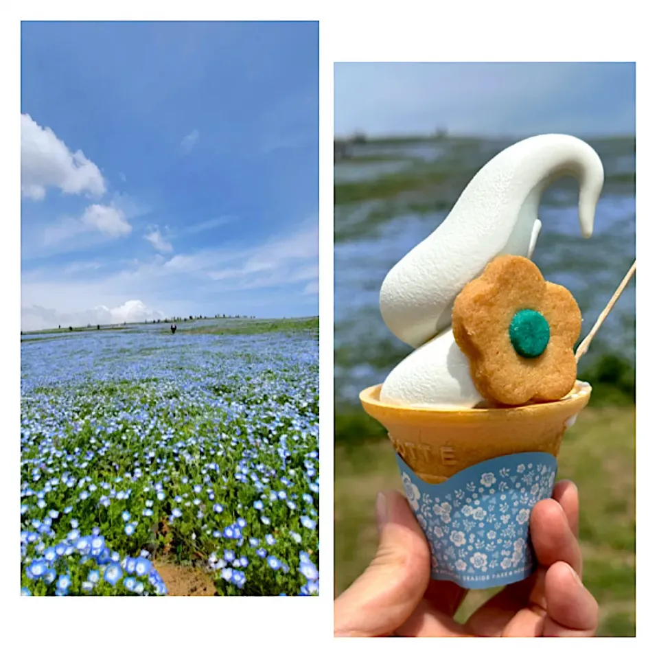 ネモフィラソフトクリーム🍦|ともえ☆さん