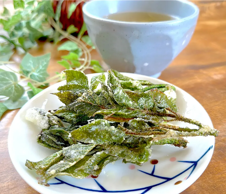 山ウド、葉は天ぷらに、茎は味噌汁に|くまちゃんさん