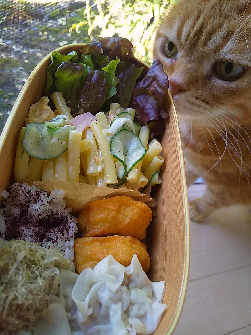 新玉ねぎ🧅の
マカロニサラダ弁当😸|さくらんぼさん