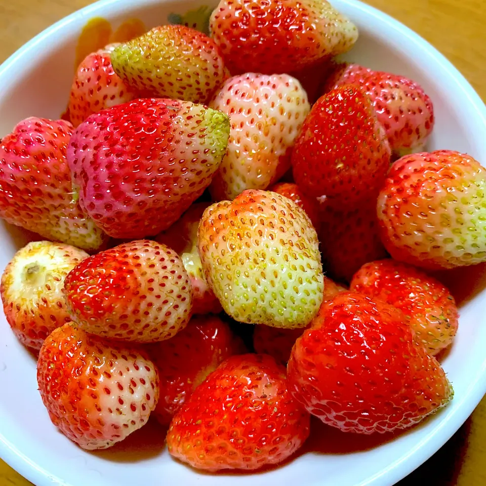 今夜も採れたていちご🍓色めは悪いが美味い😋早めに採らないと窃盗犯が^_^40個くらいかな^_^頂きます。|きよっさんさん