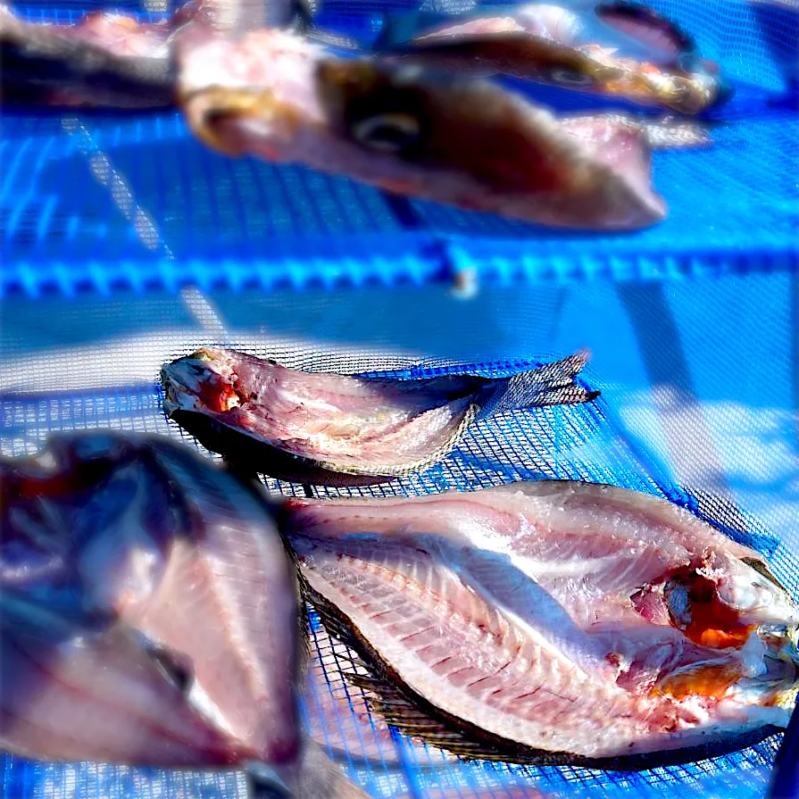 釣り魚🎣イサキの干物|9421beruさん