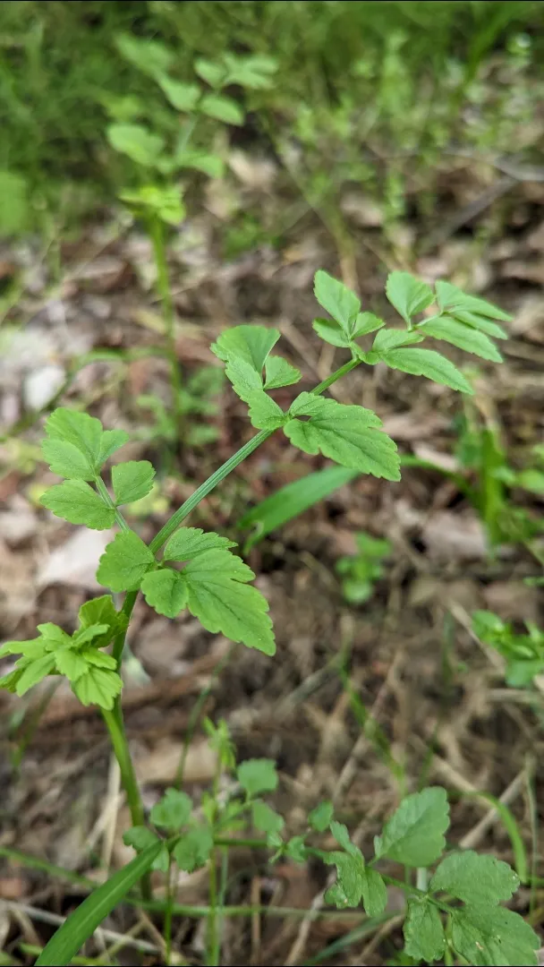 山のせり摘み🌱おつまみ用🍻|miyuki🌱さん