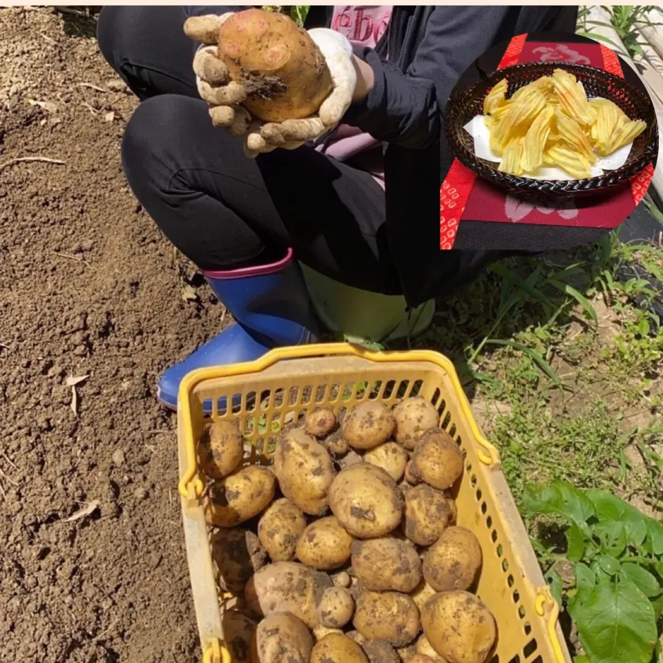 馬鈴薯収穫お裾分け🥔|henryさん