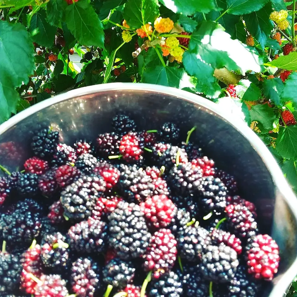 🍇ベリー大収穫祭🍇|クークマさん