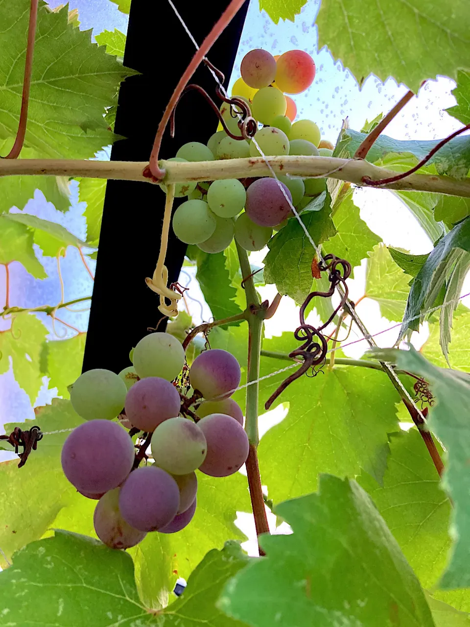 実家のブドウ🍇今年も元気に育っています🎵|さくたえさん