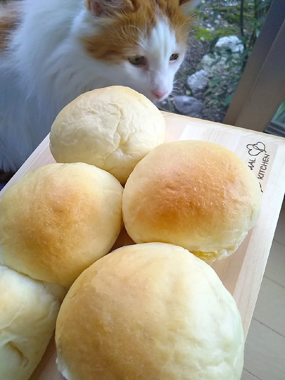 土曜日の朝ごぱんは
チーズ入り丸パン🧀😸💕|さくらんぼさん