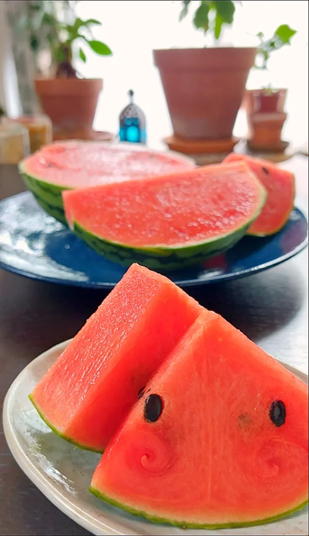 悲しみのすいかパーティー🍉|きつねさん