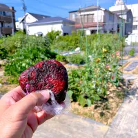 Snapdishの料理写真:赤紫蘇の里帰り　美味しいおにぎりになって帰ってきました😍