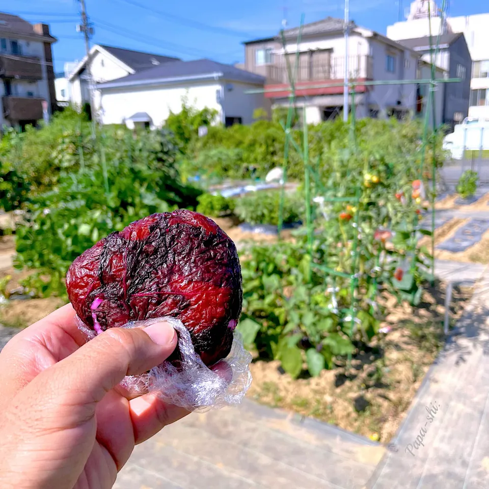 Snapdishの料理写真:赤紫蘇の里帰り　美味しいおにぎりになって帰ってきました😍|パパ氏さん